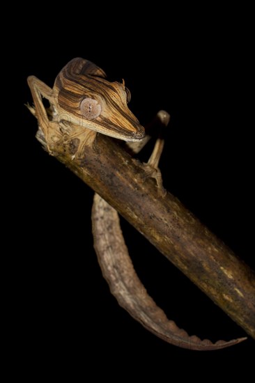 Lined Flat-tail Gecko (Uroplatus lineatus) in the rainforest of Marojejy