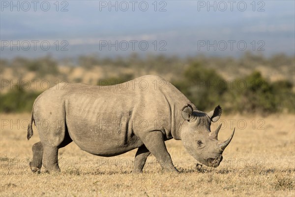 Black Rhinoceros (Diceros bicornis)