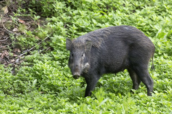 Wild boar (Sus scrofa)