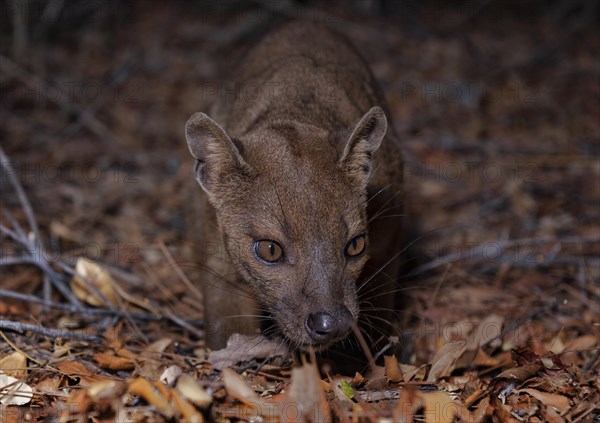 Fossa (Cryptoprocta ferox) in the dry forests of West-Madagascar