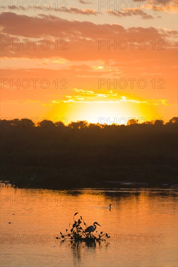 Cocoi Heron (Ardea cocoi)