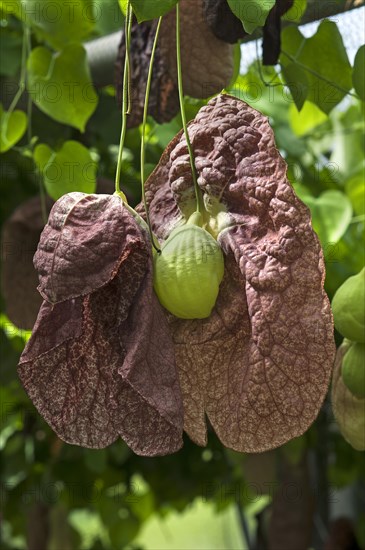 Brazilian Dutchman's Pipe (Aristolochia gigantea)