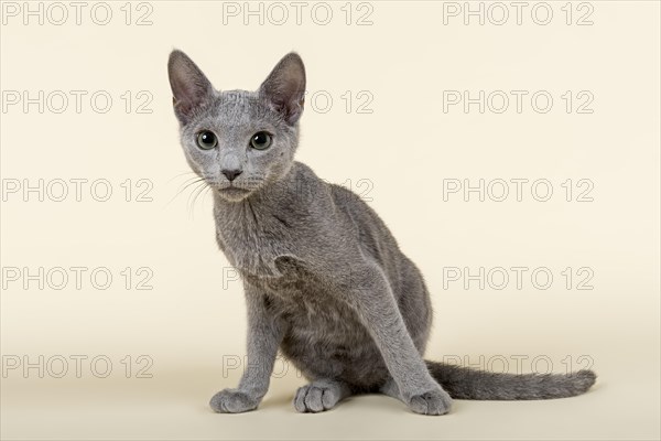 Russian Blue kitten