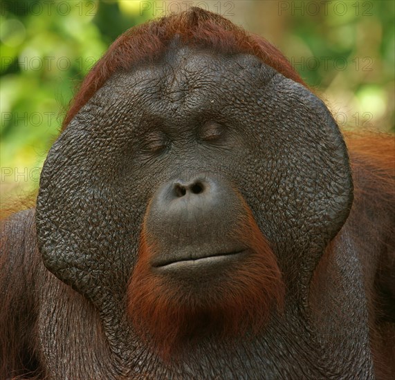 Bornean Orangutan (Pongo pygmaeus)