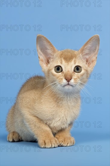 Abyssinian kitten