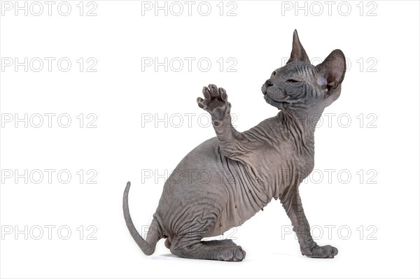 Don Sphynx kitten