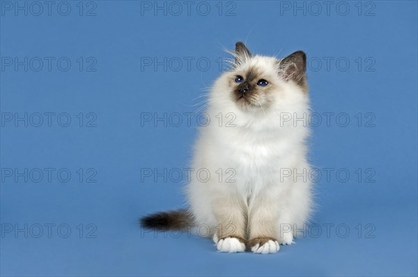 Birman Cat