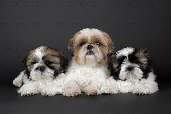 Shih Tzu puppies