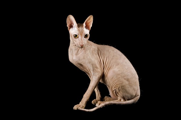 Peterbald cat