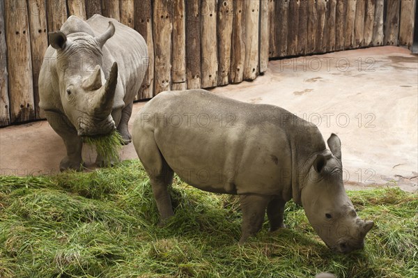White Rhinoceros (Ceratotherium simum) with young