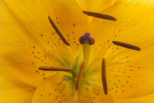 Stamens of a yellow Tulip (Tulipa sp.)