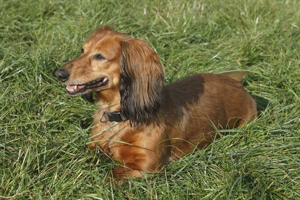 Long-haired dachshund