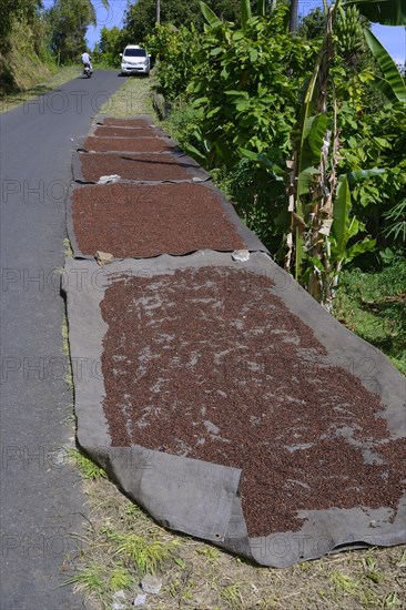 Cloves (Syzygium aromaticum) spread out to dry by the side of the road