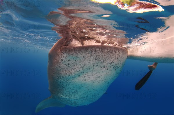 Whale shark (Rhincodon typus) Bohol Sea