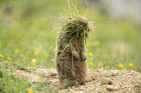 Marmot (Marmota marmota) with tufts of grass