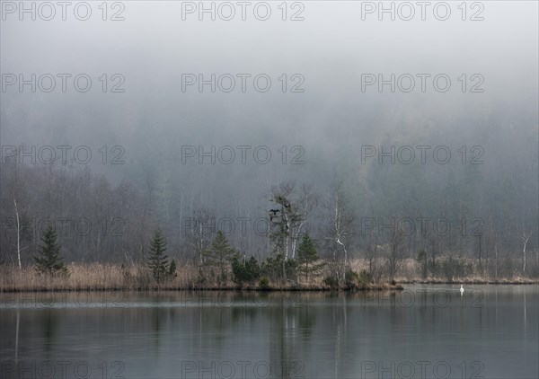 Foggy atmosphere on Almsee lake