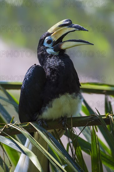 Southern Pied-Hornbill (Anthracoceros convexus)