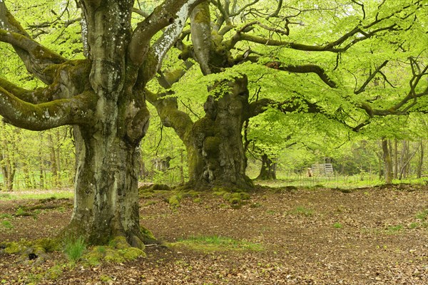 Gnarled old beech trees in a former wood pasture