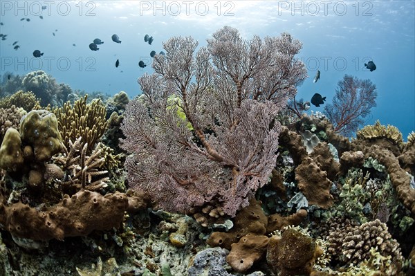 Damselfish (Chromis chromis) in the coral reef off Menjangan