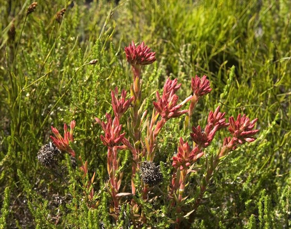 Crassula fascicularis succulent plant