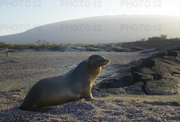 Galapagos sea lion (Zalophus wollebaeki)