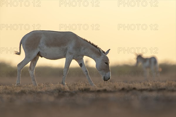 Onager or Asiatic wild ass (Equus hemionus)