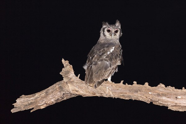 Verreaux's Eagle-owl (Bubo lacteus) adult