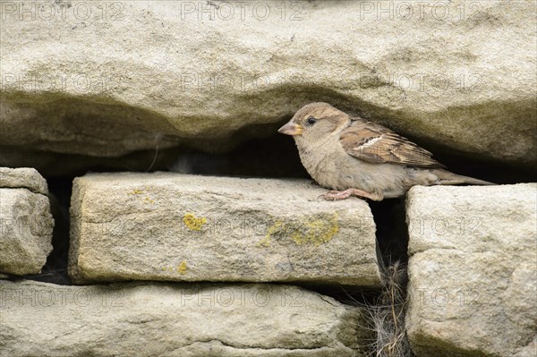 House Sparrow (Passer domesticus) adult female