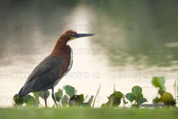 Rufescent tiger heron (Tigrisoma lineatum)