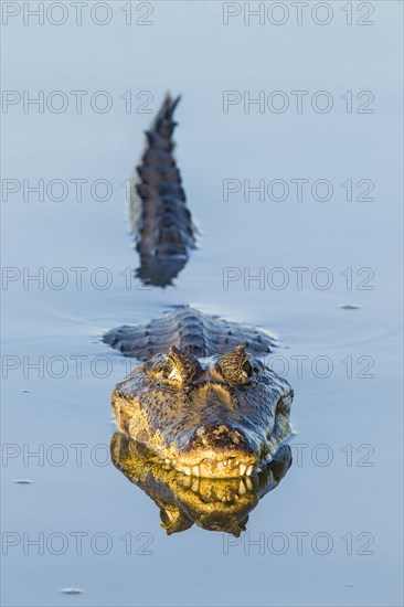 Yacare Caiman (Caiman yacare)