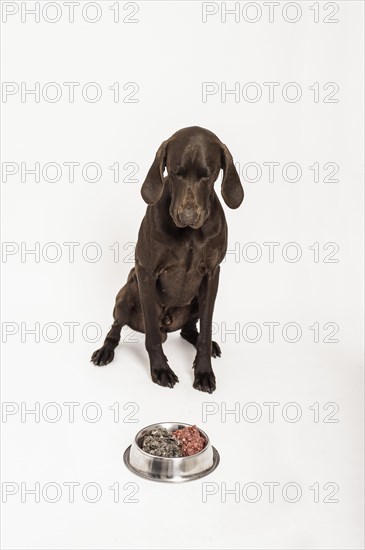 German Shorthaired Pointer sitting in front of a bowl of raw meat