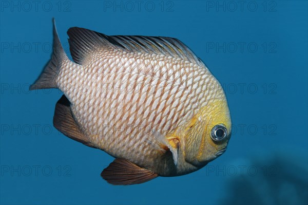 Threespot dascyllus (Dascyllus trimaculatus)