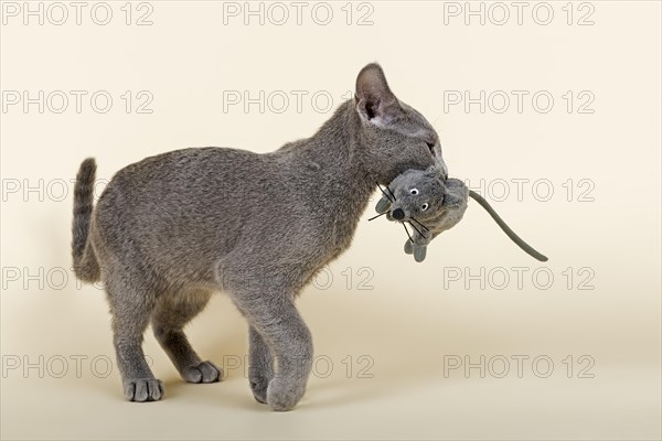 Russian Blue kitten