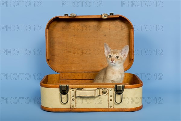 Abyssinian kitten