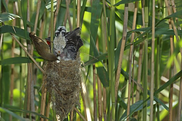 A Reed Warbler (Acrocephalus scirpaceus) takes excrement off a Cuckoo (Cuculus canorus)