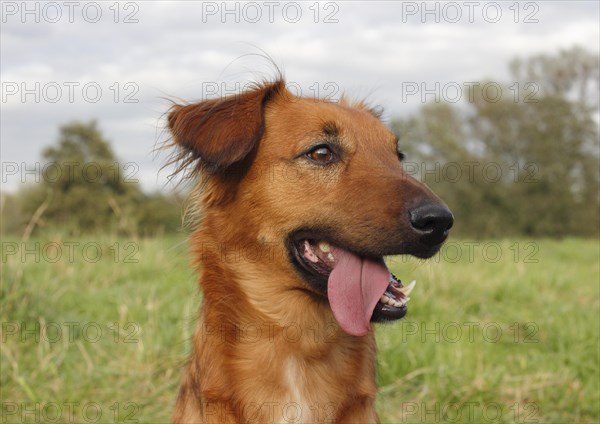 Collie Podenco mix