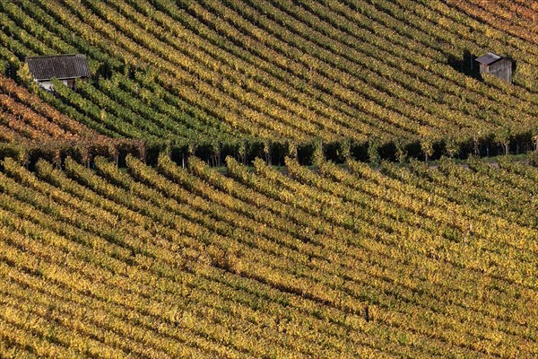 Vineyard in autumn colours