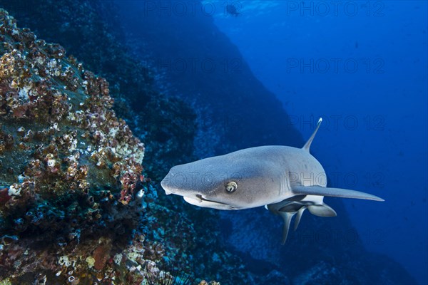 Whitetip Reef Shark (Triaenodon obesus)