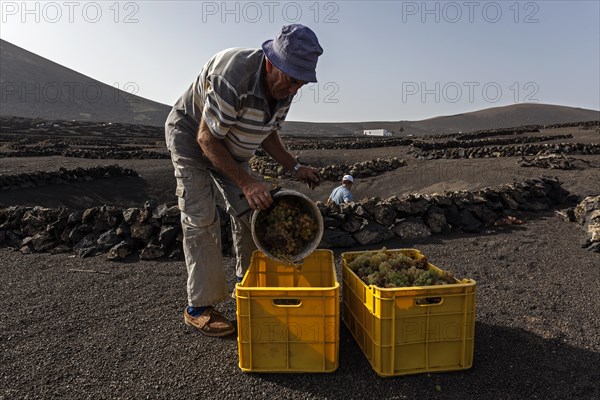 Typical vineyards in dry cultivation in volcanic ash