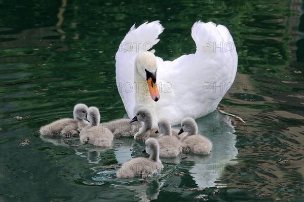 Mute Swan (Cygnus olor)