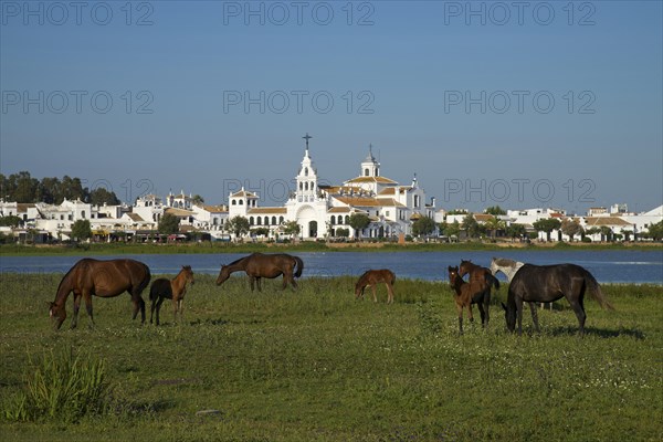 Wild horses in front of the Hermitage of El Rocio in the lagoon of the Donana National Park