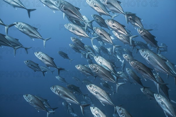 Bigeye trevally (Caranx sexfasciatus) school