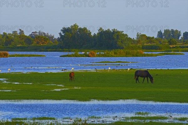 Grazing horses