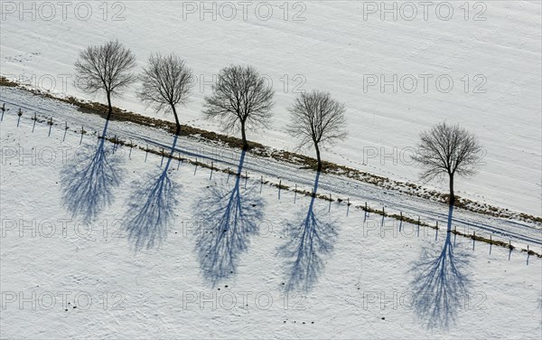 Avenue of trees in the snow