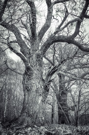 Old English oaks (Quercus robur)