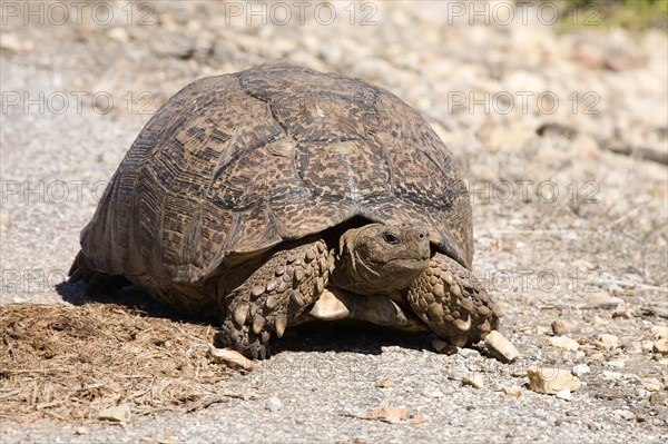 Leopard Tortoise (Stigmochelys pardalis)