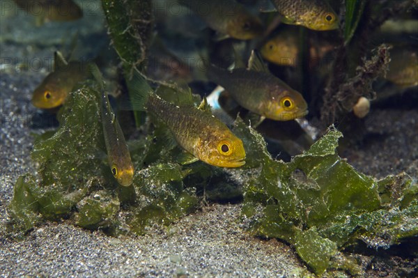 Flagfin Cardinalfish (Apogon hoeveni)