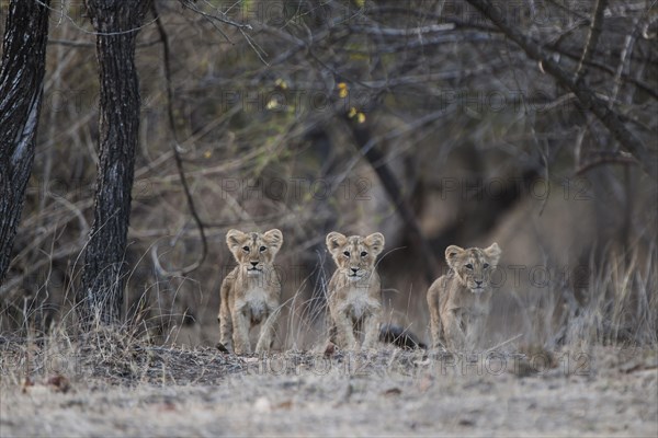 Asiatic lion (Panthera leo persica) cubs