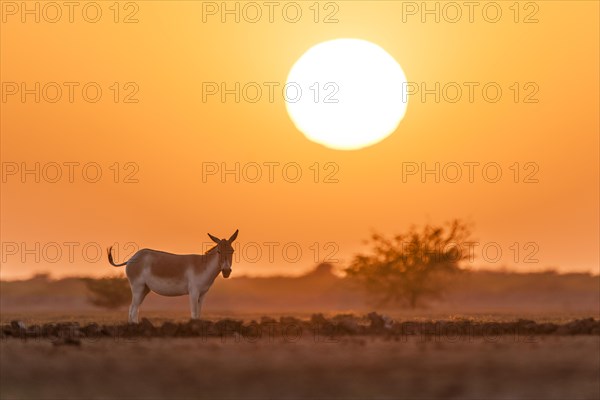 Onager or Asiatic wild ass (Equus hemionus)