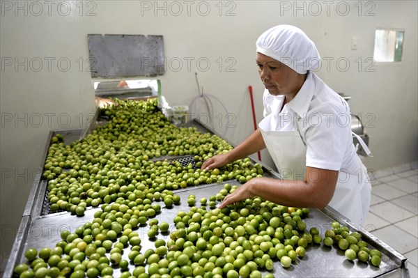 Umbu fruits (Spondias tuberosa) being processed to make jam